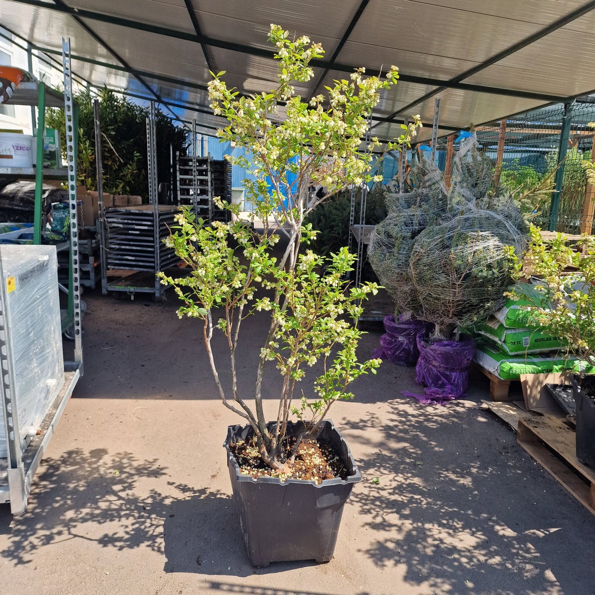 Боровинка Duke (Vaccinium corymbosum) – продуктивен американски афин с едри плодове, ранно узряване, 6-годишен