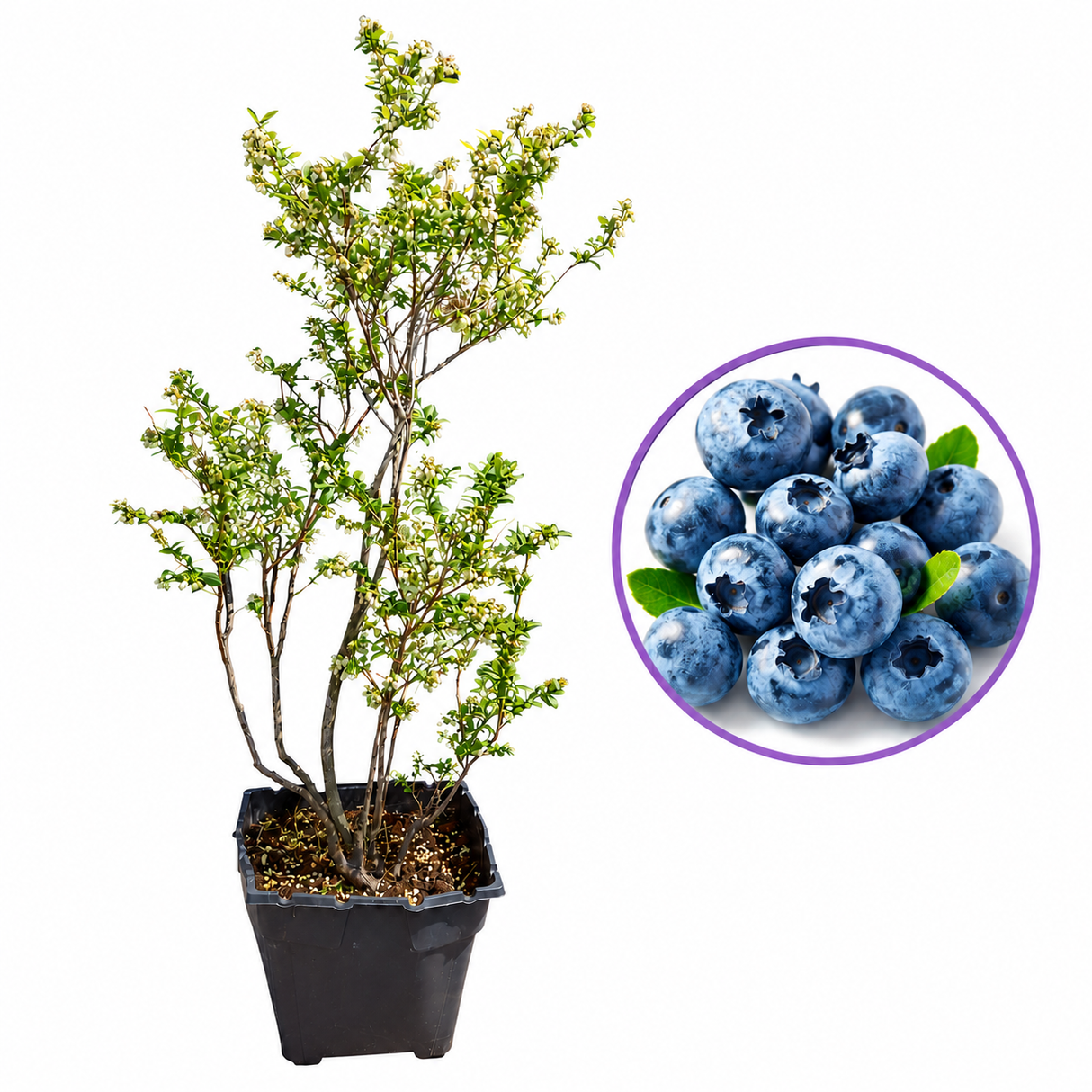 Боровинка Duke (Vaccinium corymbosum) – продуктивен американски афин с едри плодове, ранно узряване, 6-годишен