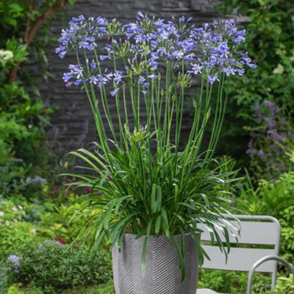 Африкански крин Agapanthus 'African Queen' – многогодишно растение с едри сини цветове