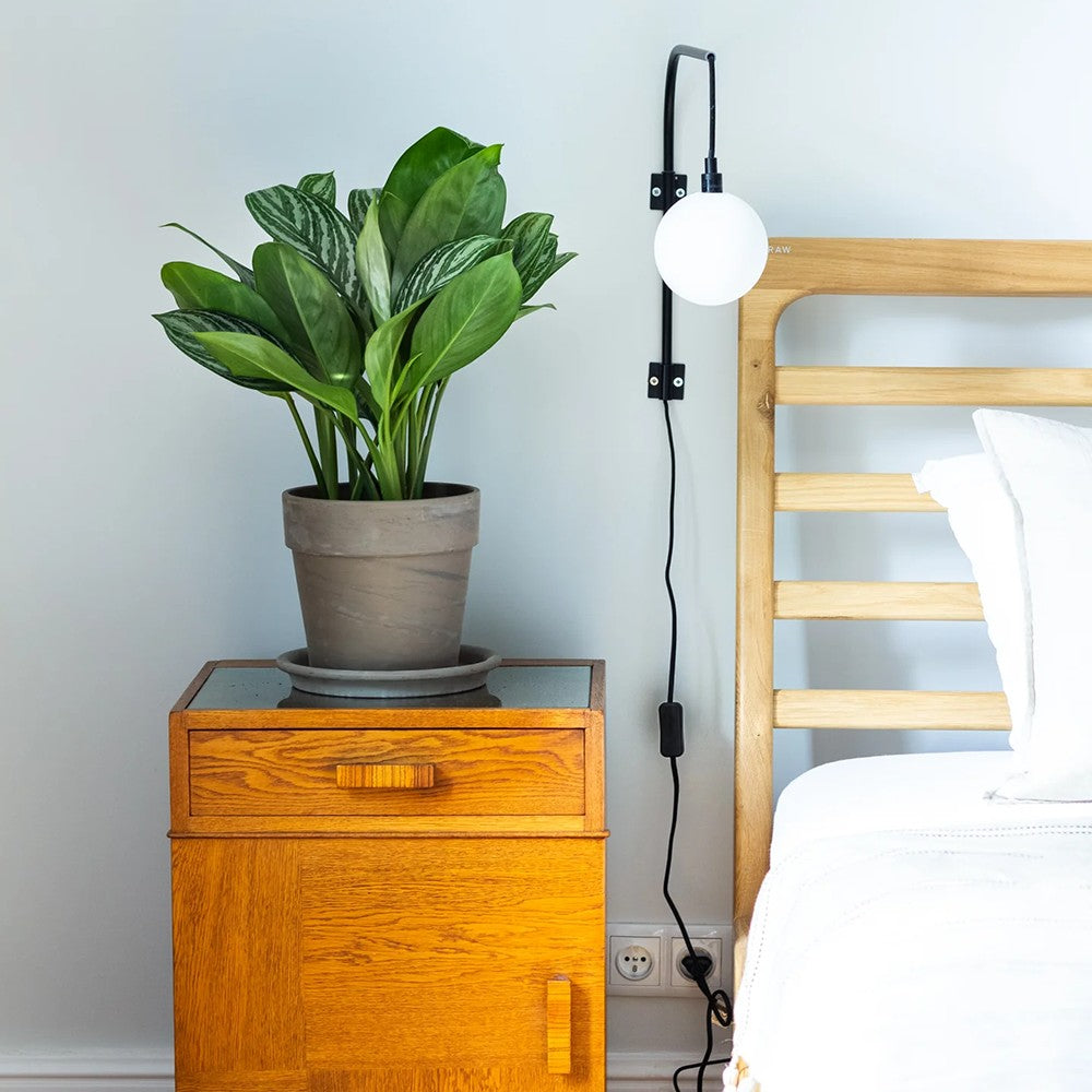 Aglaonema Stripes - 60 cm, cu frunze verzi si dungii argintii