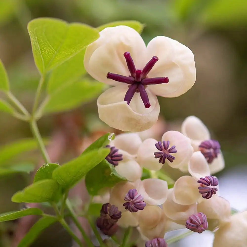 Vita de ciocolata Cream Form (Akebia quinata), cu flori parfumate crem-albicioase, si fructele exotice, cataratoare