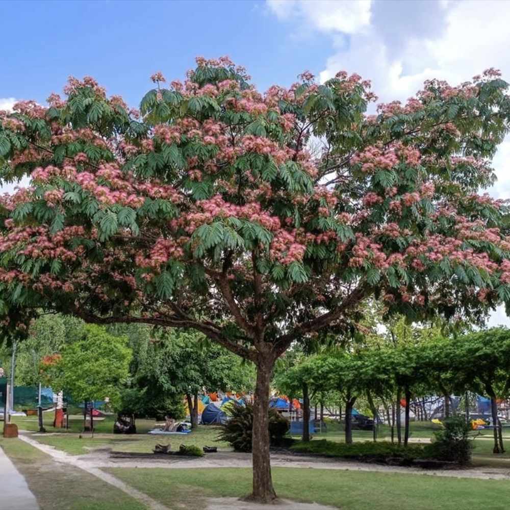 Arbore de matase Albizia Tropical Dream, flori roz, parfumate, rezistent la inghet