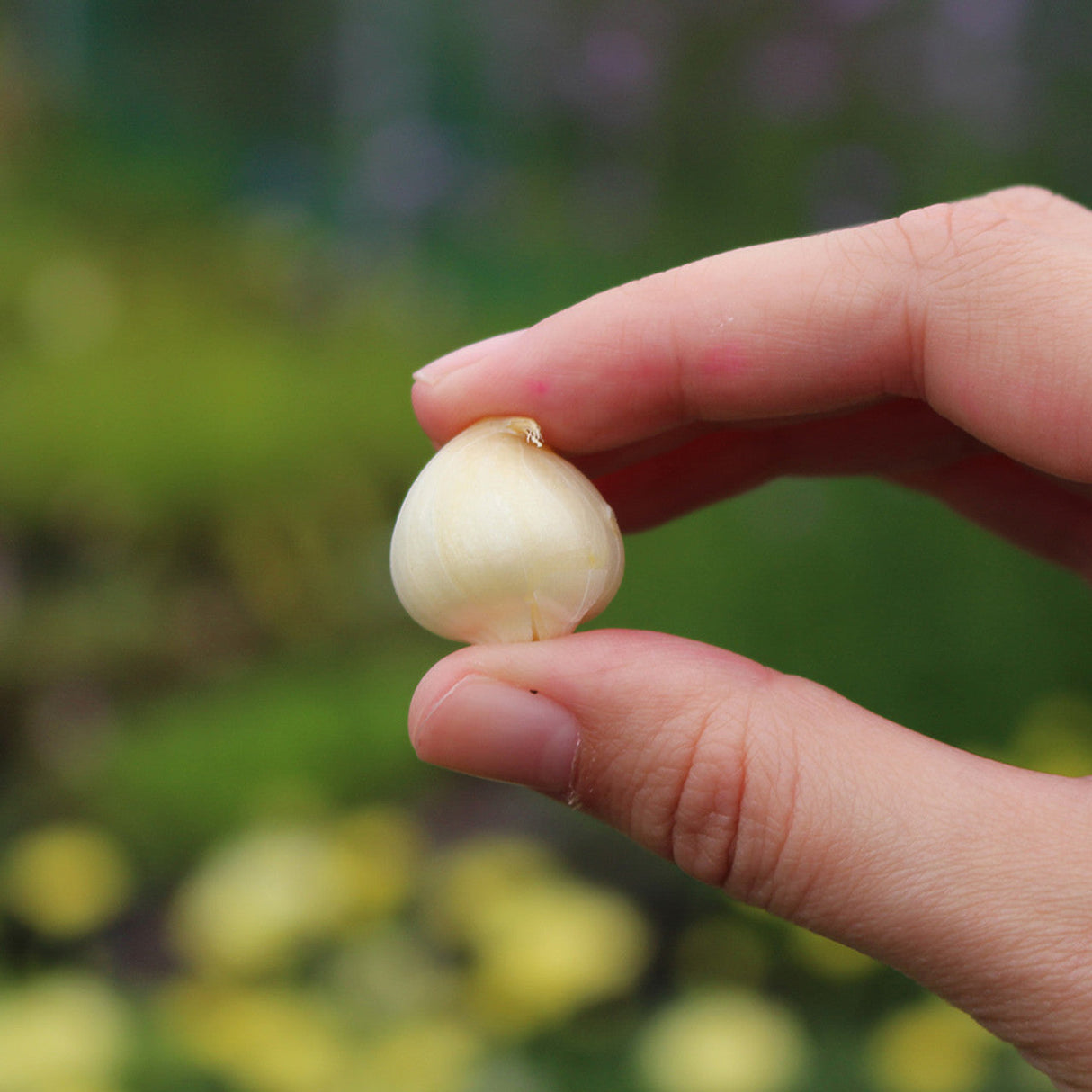 Bulbi Ceapa Ornamentala (Allium) Cameleon, set de 10 bulbi cu flori alb-roz, atractie pentru albine, rezistenti la frig