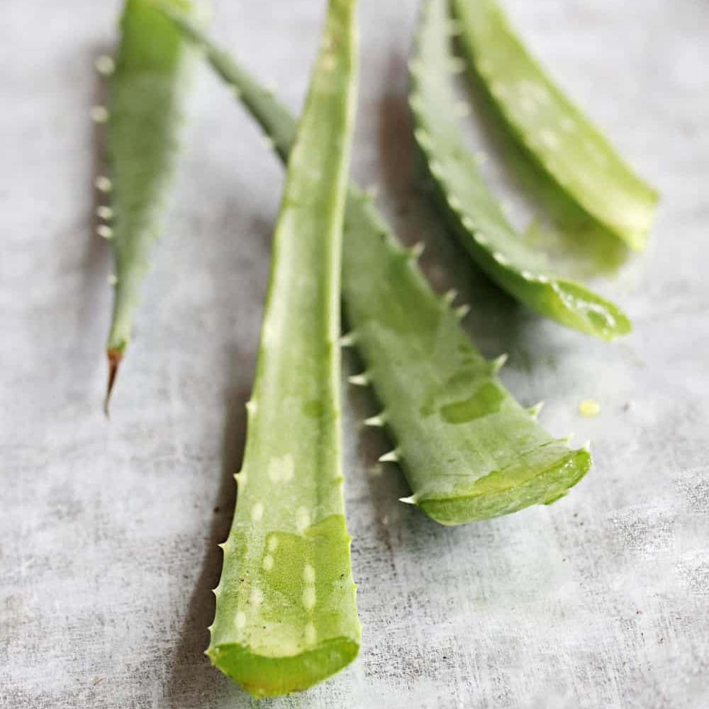 Aloe Vera растение в саксия, 55-65 см, естествен гел за кожа, грижа и лечение