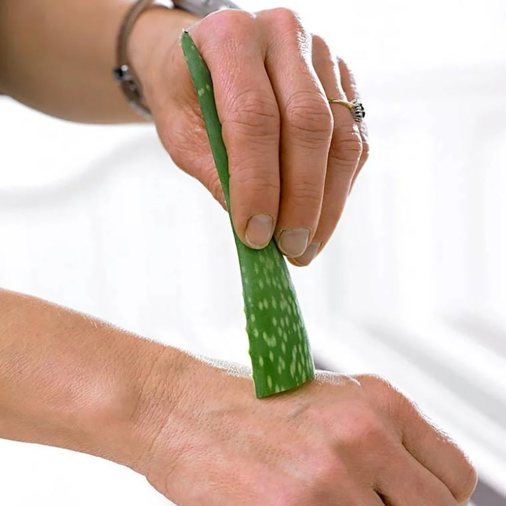 Aloe Vera растение в саксия, 55-65 см, естествен гел за кожа, грижа и лечение