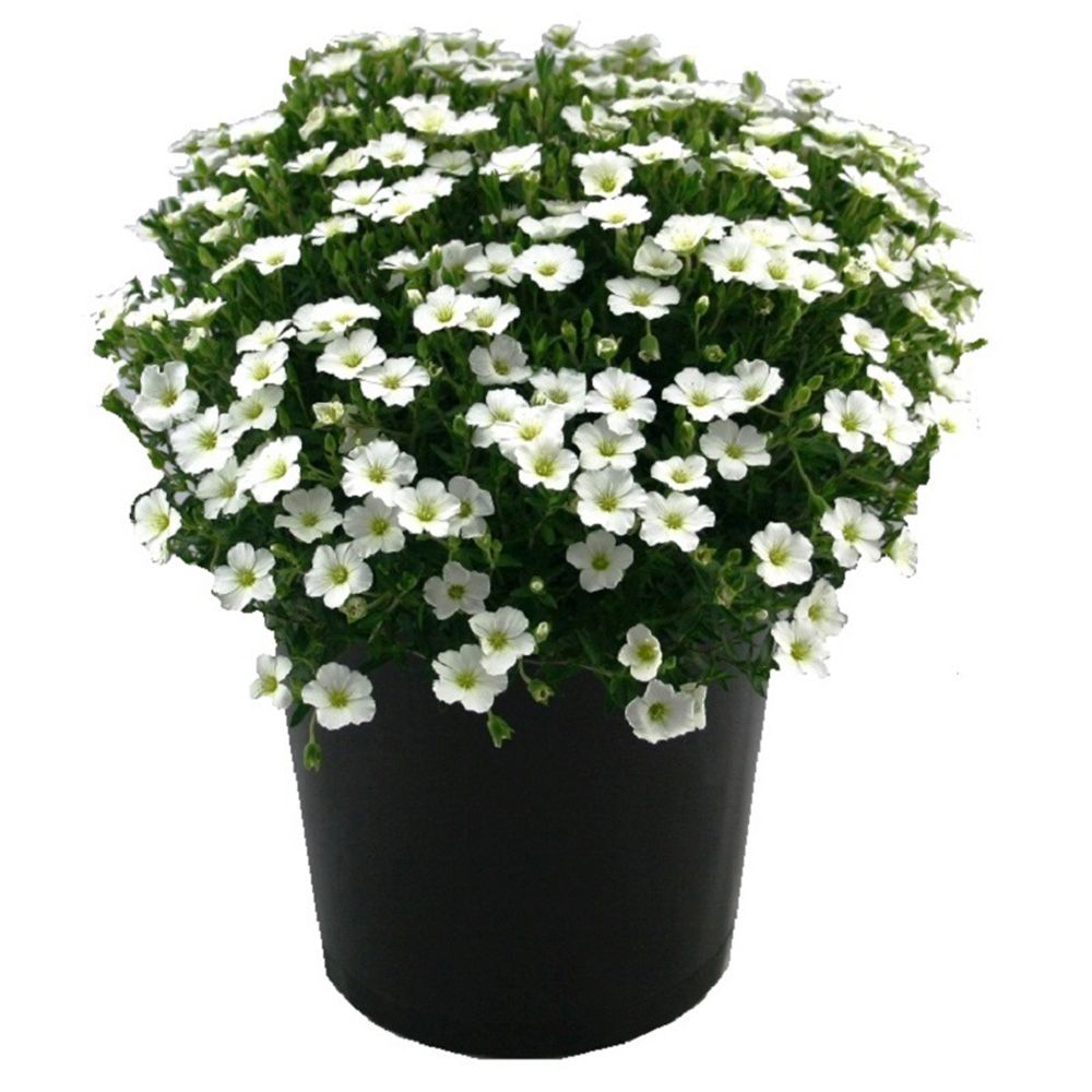 Arenaria montana, многогодишно пълзящо растение, декоративно с бели цветове, студоустойчиво