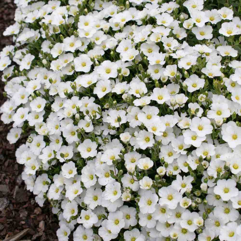 Arenaria montana, многогодишно пълзящо растение, декоративно с бели цветове, студоустойчиво