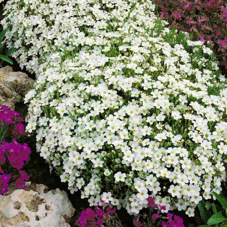 Arenaria montana