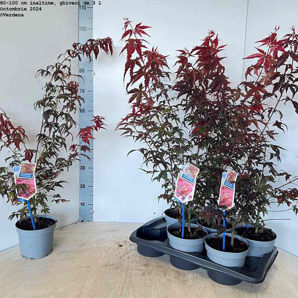 Японски клен Atropurpureum, с червено-лилава зеленина