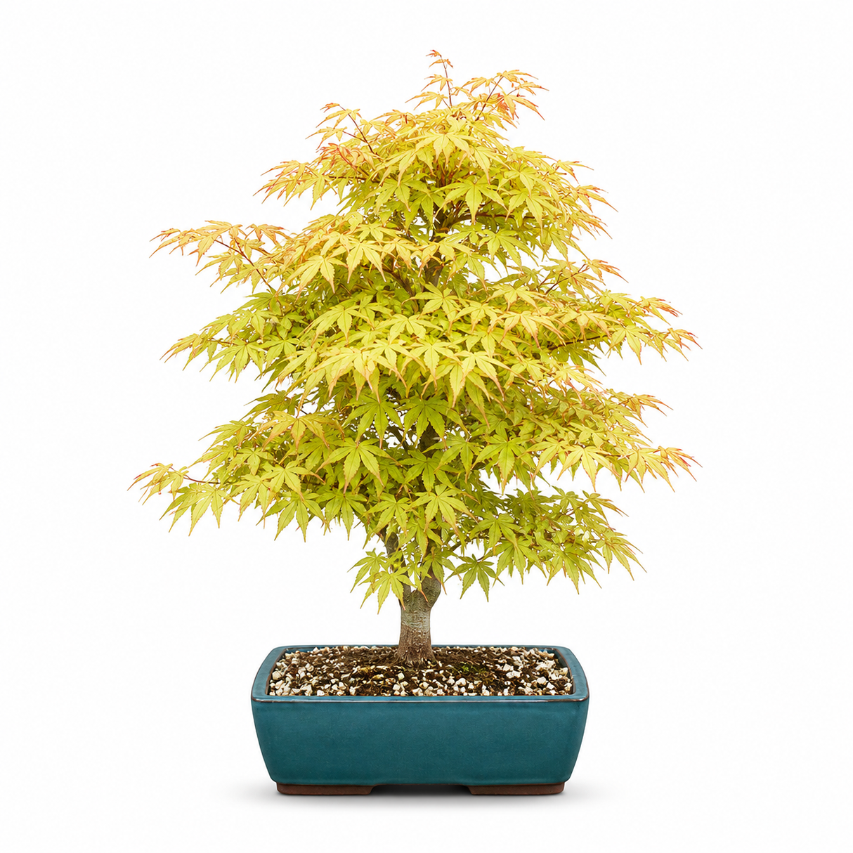 Японски клен Bonsai 'Katsura' – деликатна листна игра в топли есенни нюанси