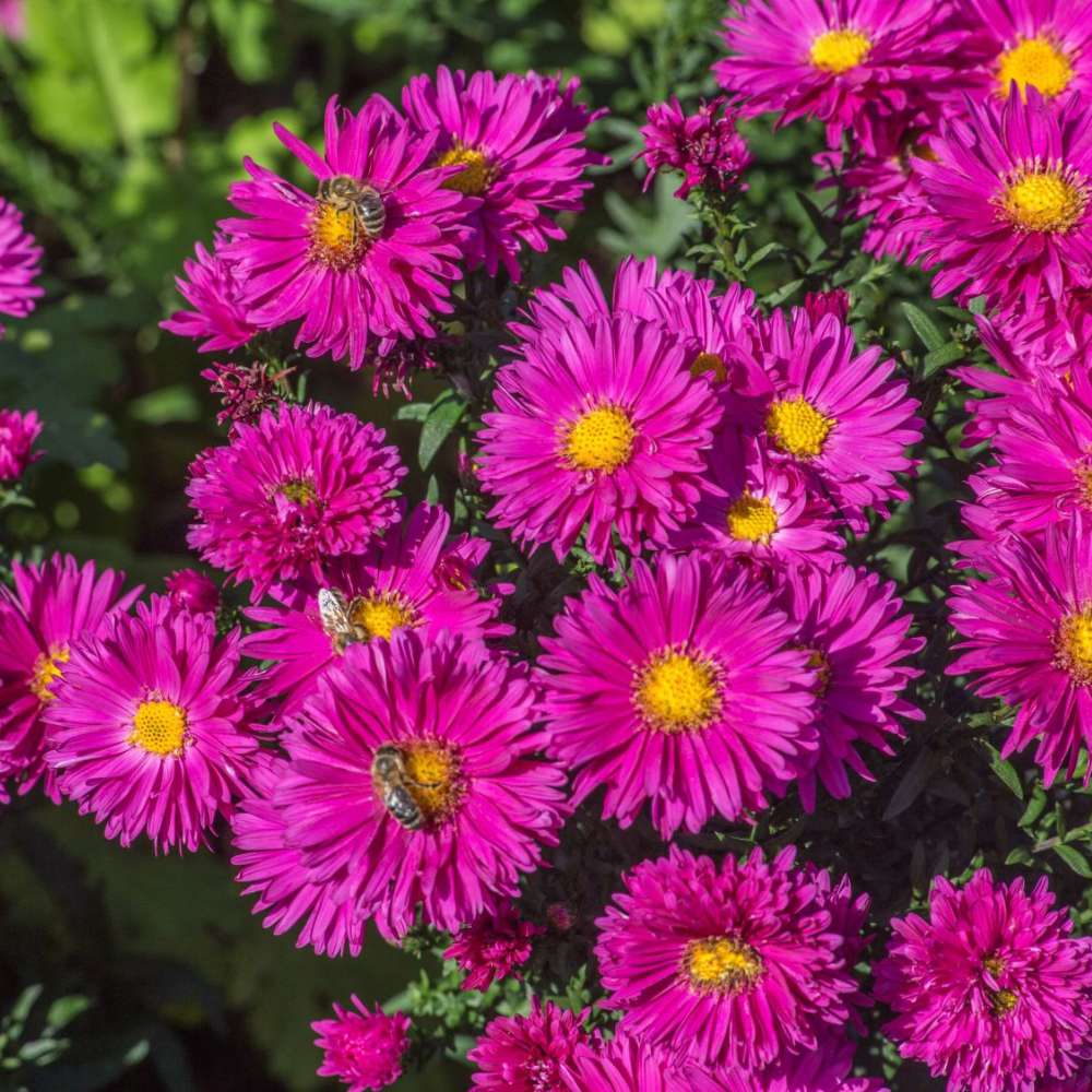 Есенна звездичка Aster Neron – многогодишно декоративно растение с червено-лилави цветове, цъфтеж септември–октомври, устойчиво на студ