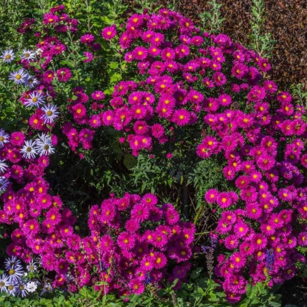 Есенна звездичка Aster Neron – многогодишно декоративно растение с червено-лилави цветове, цъфтеж септември–октомври, устойчиво на студ