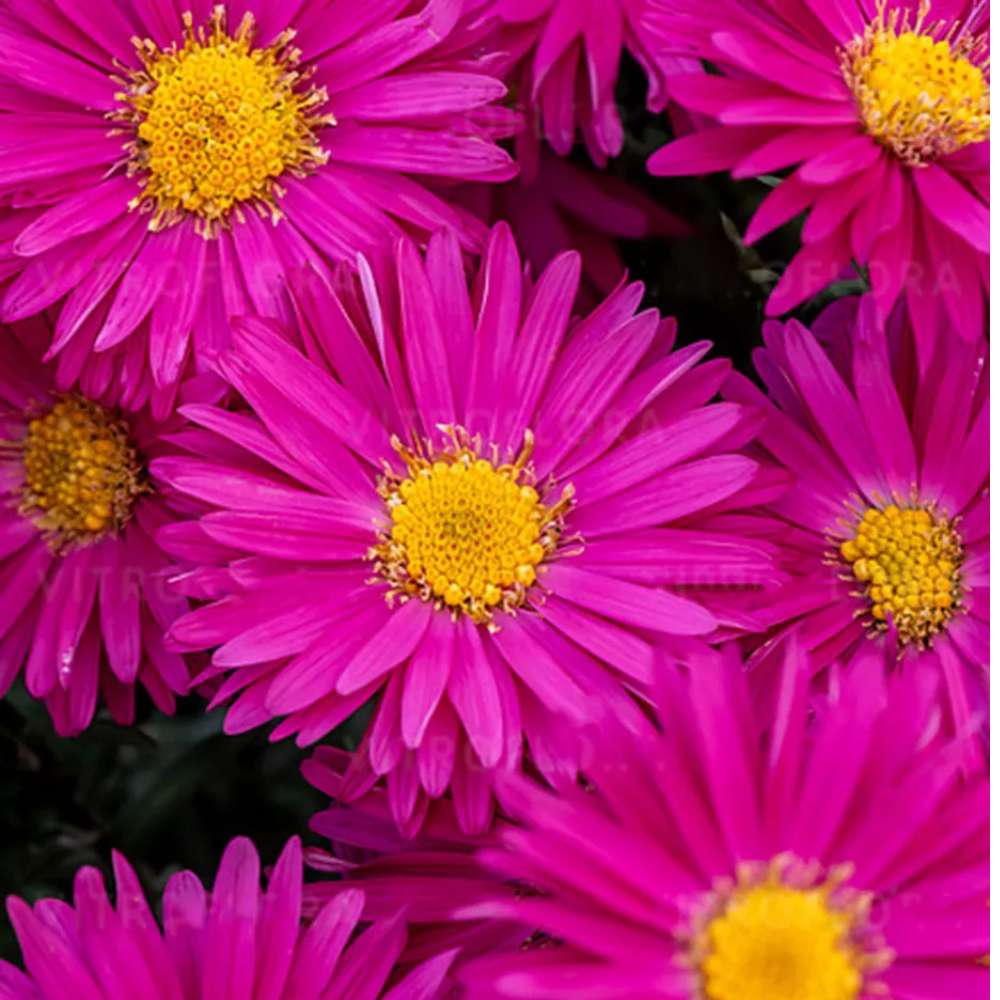 Есенна звездичка Aster Neron – многогодишно декоративно растение с червено-лилави цветове, цъфтеж септември–октомври, устойчиво на студ