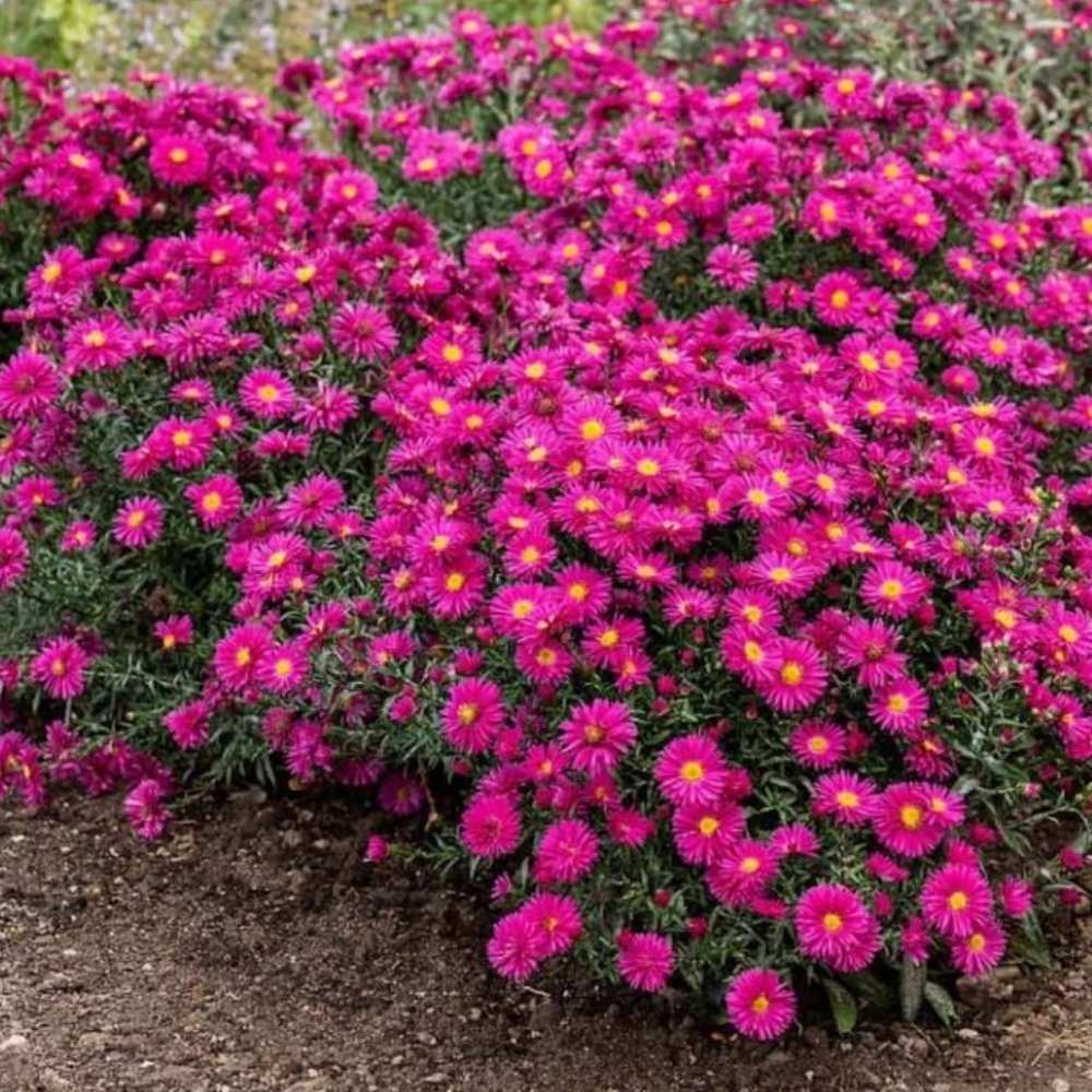 Есенна звездичка Aster Neron – многогодишно декоративно растение с червено-лилави цветове, цъфтеж септември–октомври, устойчиво на студ