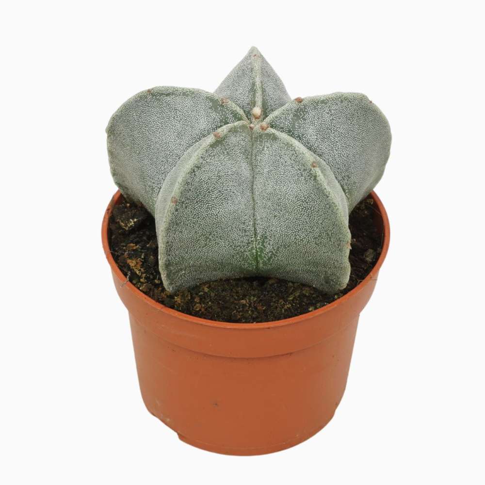 Cactus Boneta episcopului (Astrophytum myriostigma), cactus decorativ de interior cu flori galbene, crestere lenta - 20 cm