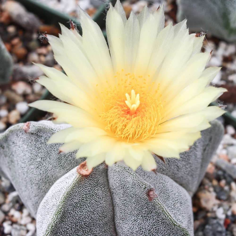 Cactus Boneta episcopului (Astrophytum myriostigma), cactus decorativ de interior cu flori galbene, crestere lenta - 20 cm