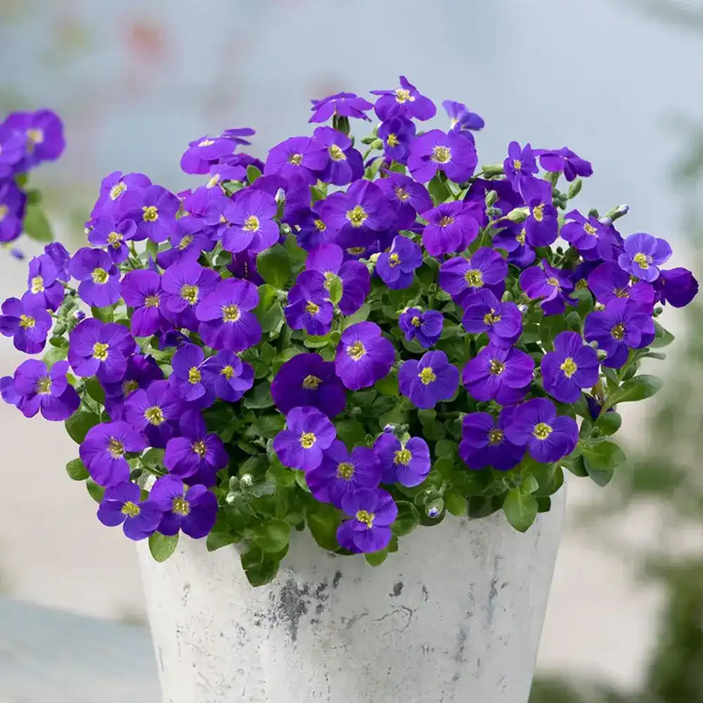 Aubrieta gracilis Kitte, planta perena decorativa, flori mov, formeaza covor, vibrante