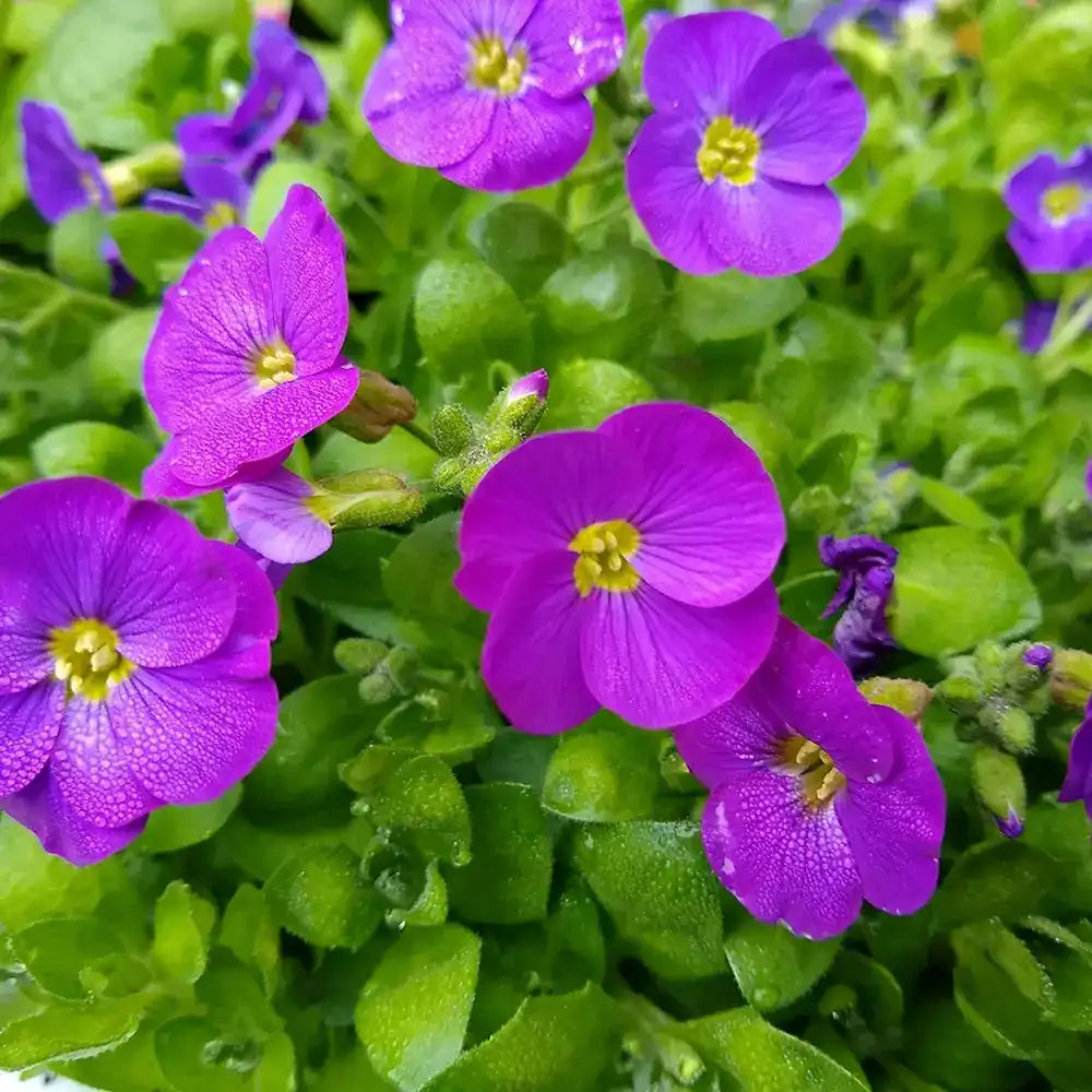 Aubrieta gracilis Kitte, planta perena decorativa, flori mov, formeaza covor, vibrante