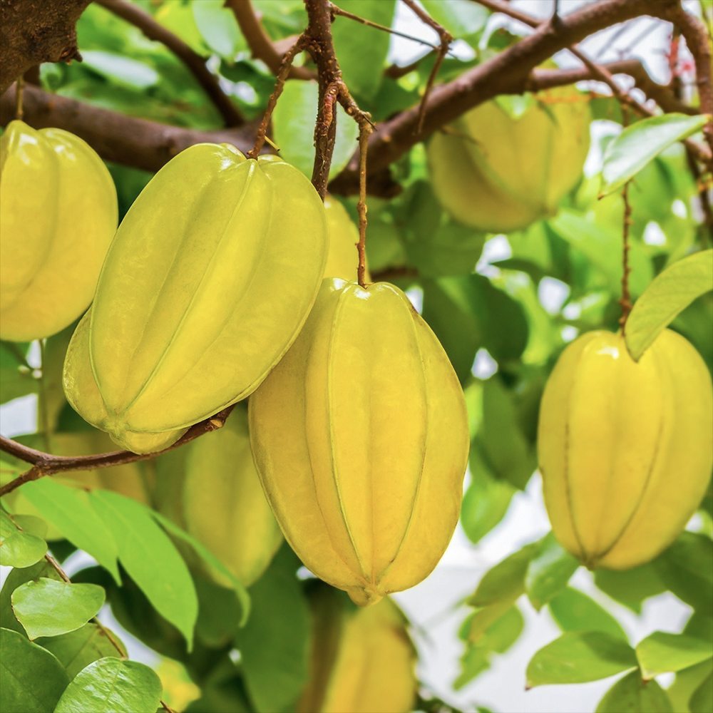 Карамбола (Averrhoa carambola) в саксия – екзотични жълти плодове със сладко-кисел цитрусов аромат