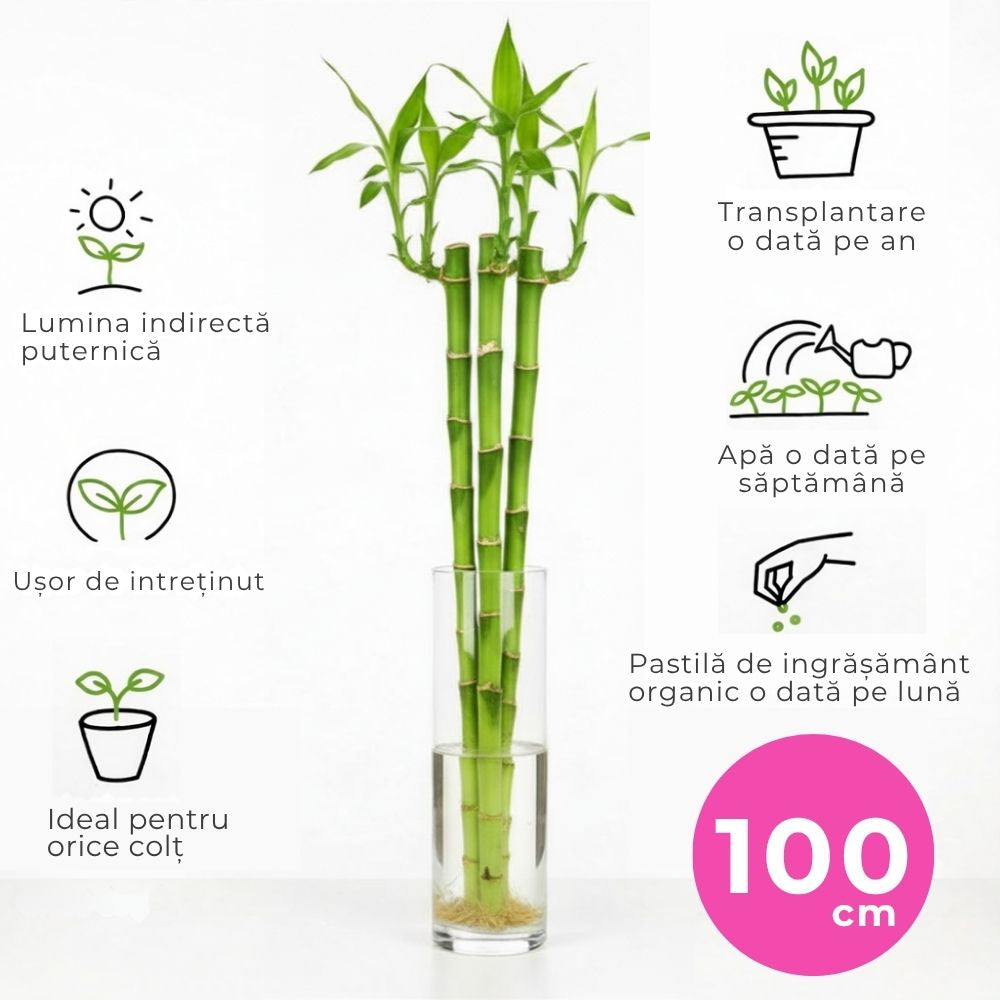 Бамбук с права дръжка Lucky/Късметлийски – 100 см