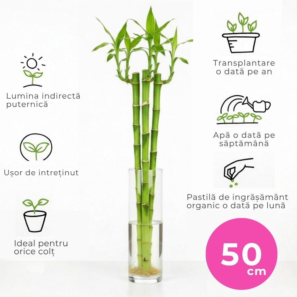 Бамбук на щастието (Dracaena Sanderiana) с прави стъбла – декоративна стайна растения Feng Shui, 50 см