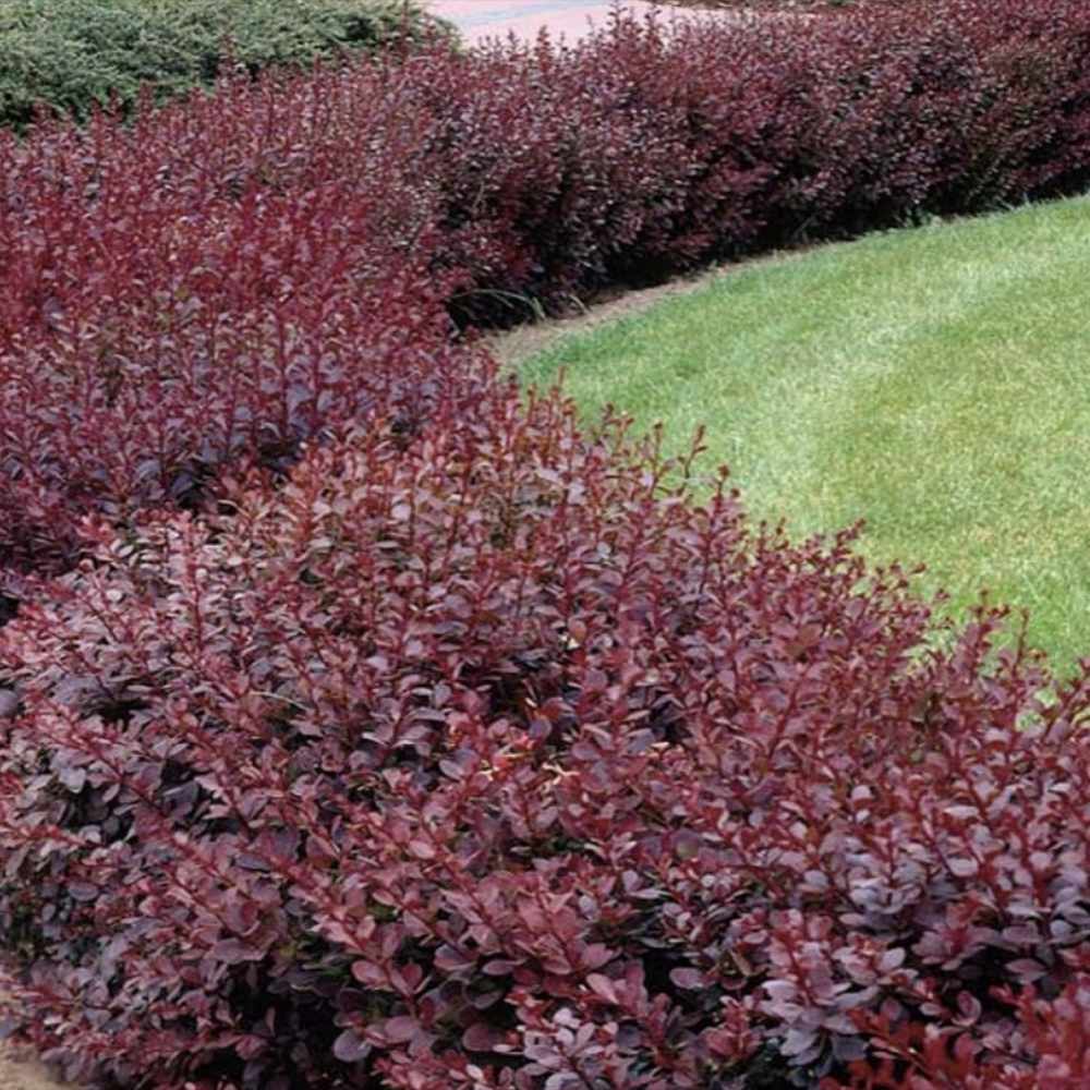 Dracila Berberis Japoneza Red Jewel, arbust decorativ cu frunze rosii fructe rosii, de gradina