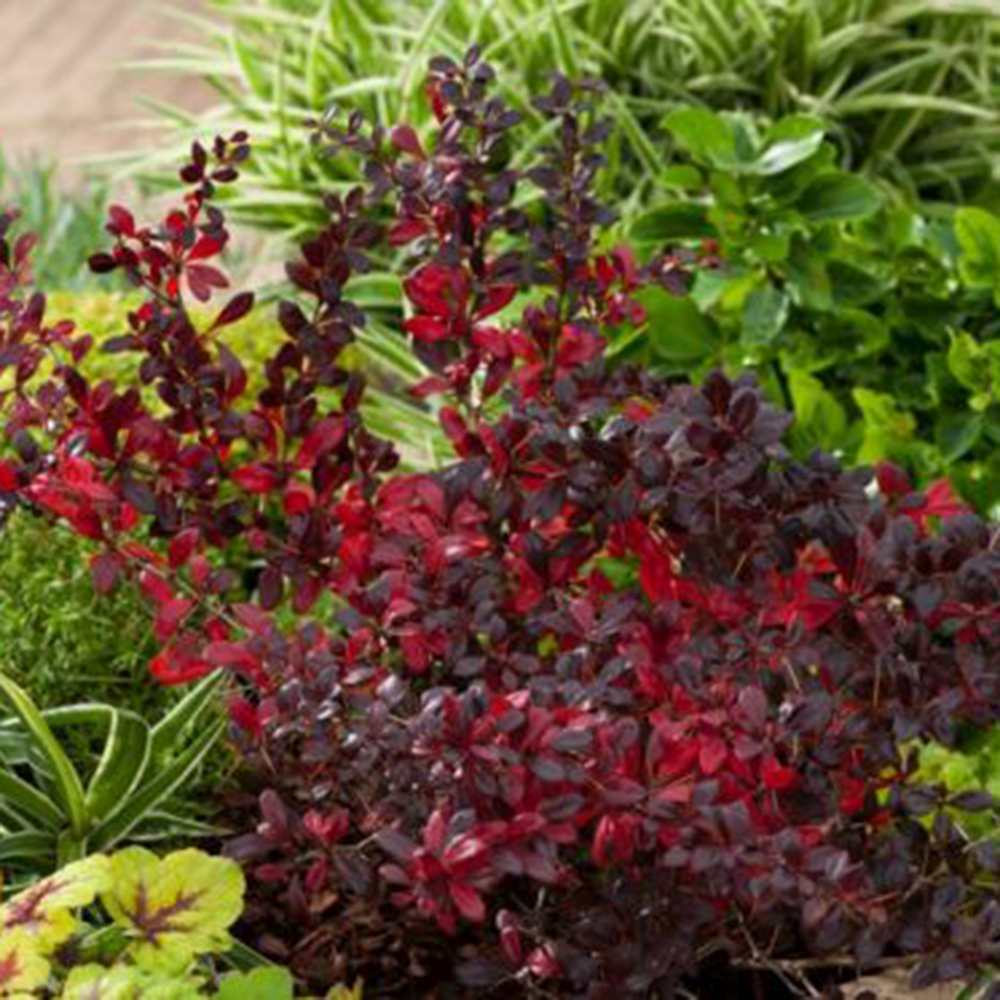 Dracila Berberis Japoneza Red Jewel, arbust decorativ cu frunze rosii fructe rosii, de gradina