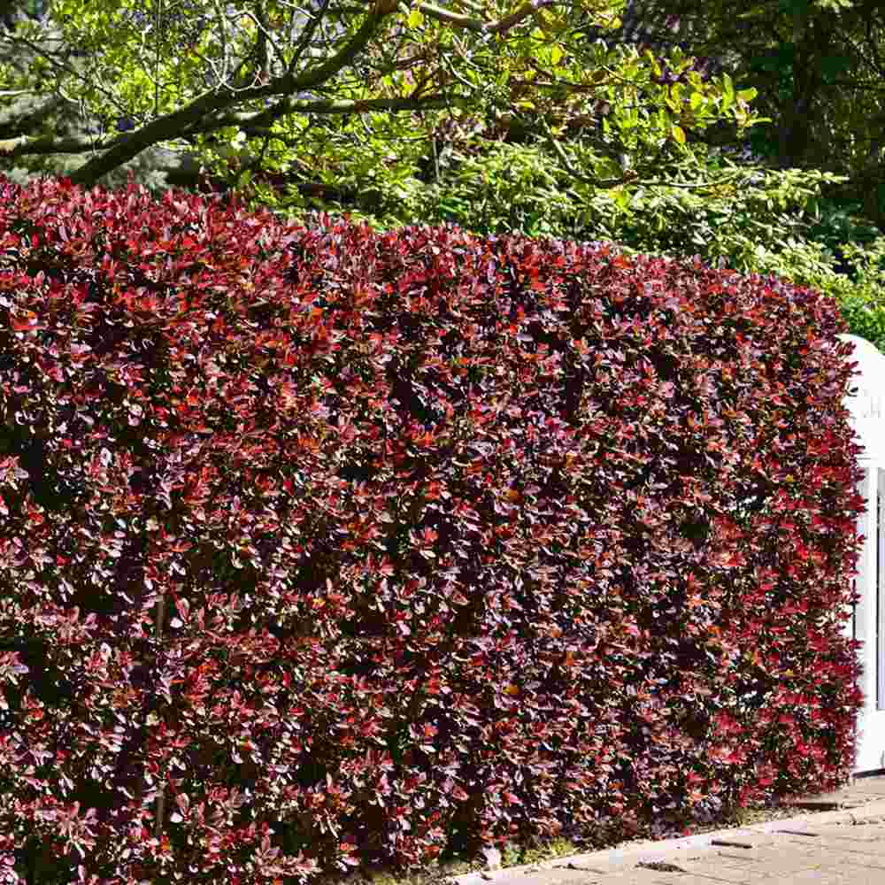 Dracila Berberis Japoneza Red Jewel, arbust decorativ cu frunze rosii fructe rosii, de gradina