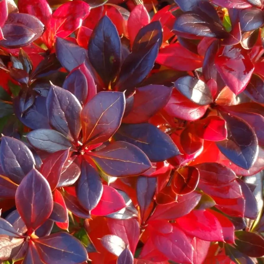 Dracila Berberis Japoneza Red Jewel, arbust decorativ cu frunze rosii fructe rosii, de gradina