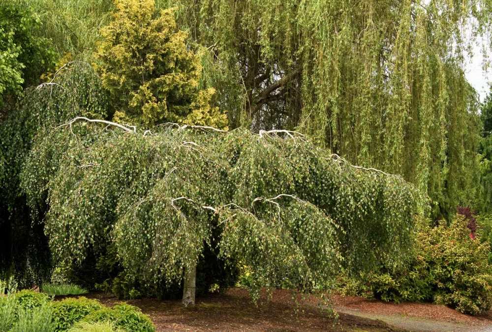 Плачеща бреза Youngii, с висяща корона, подходяща за малки градини