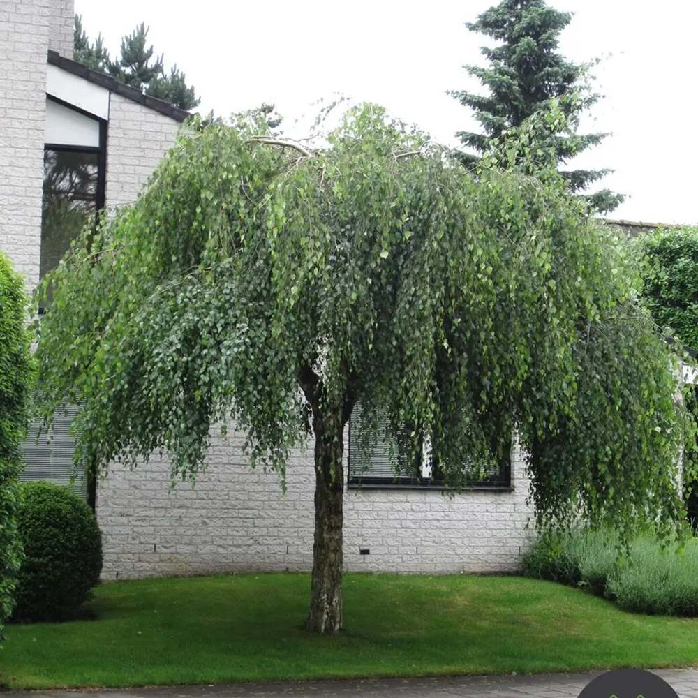 Mesteacan Plangator Youngii, coroana plangatoare, pentru gradini mici