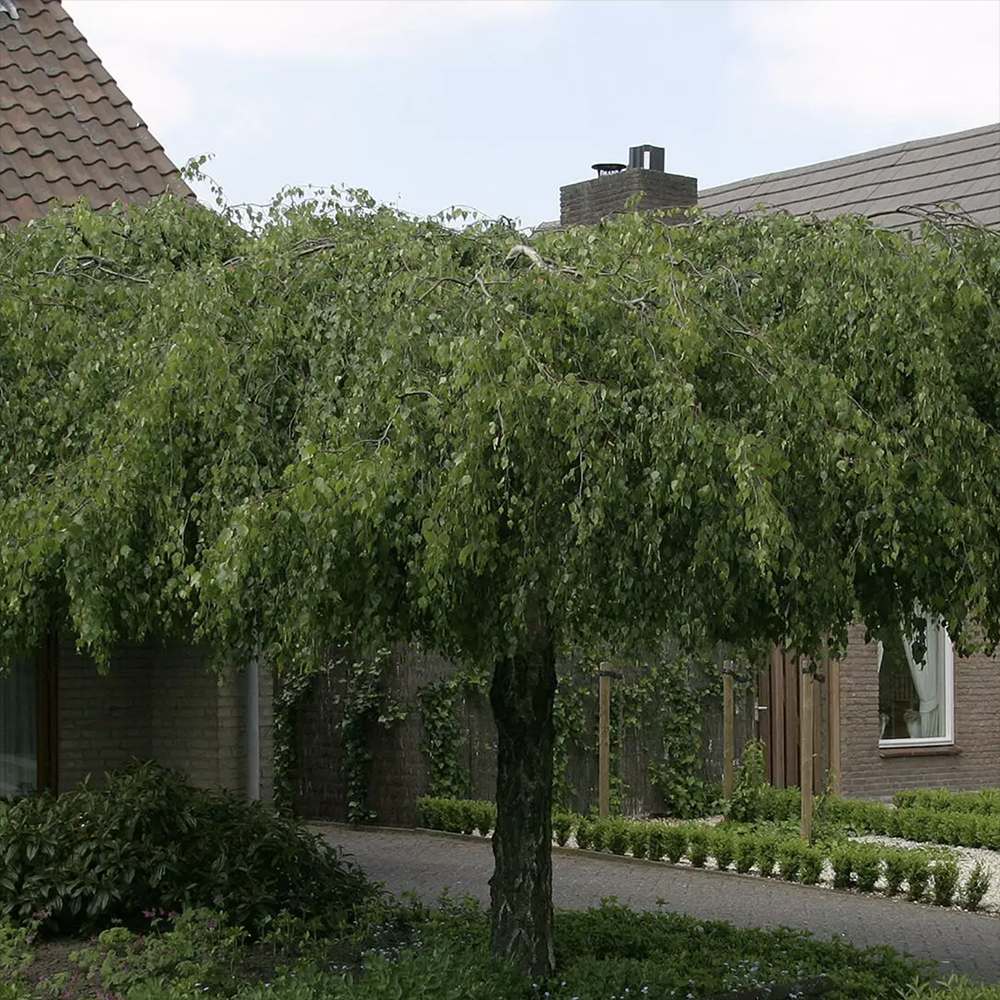 Плачеща бреза Youngii, с висяща корона, подходяща за малки градини