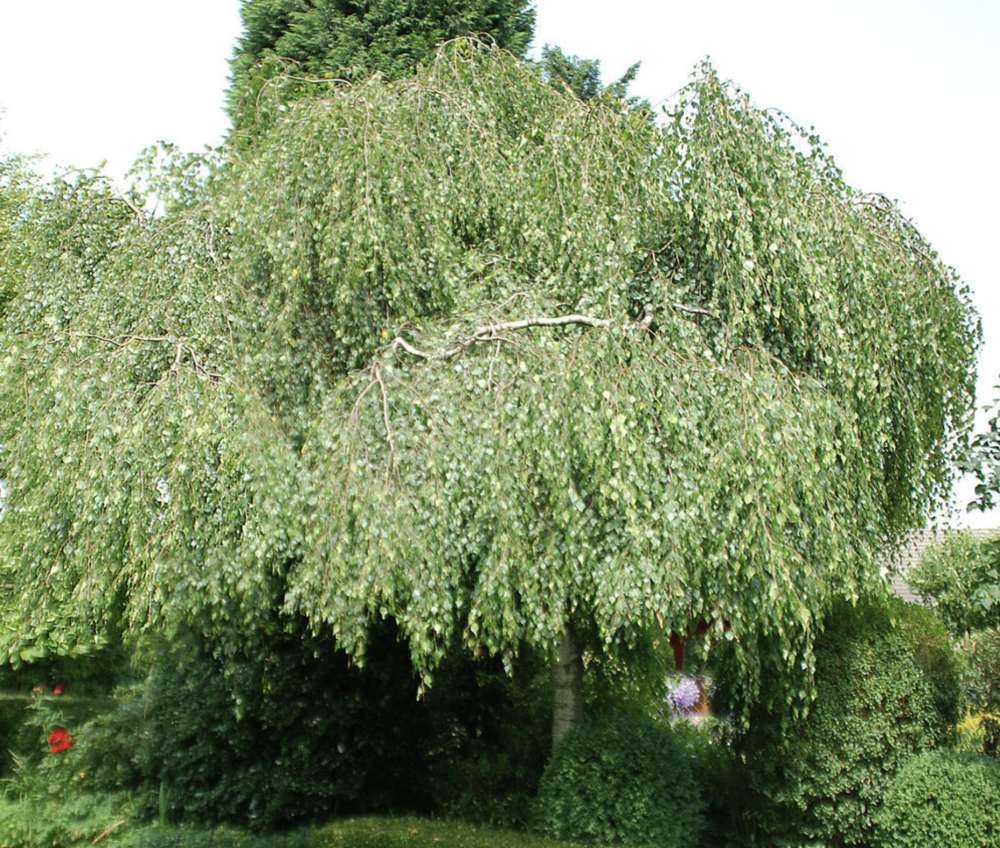 Mesteacan Plangator Youngii, coroana plangatoare, pentru gradini mici