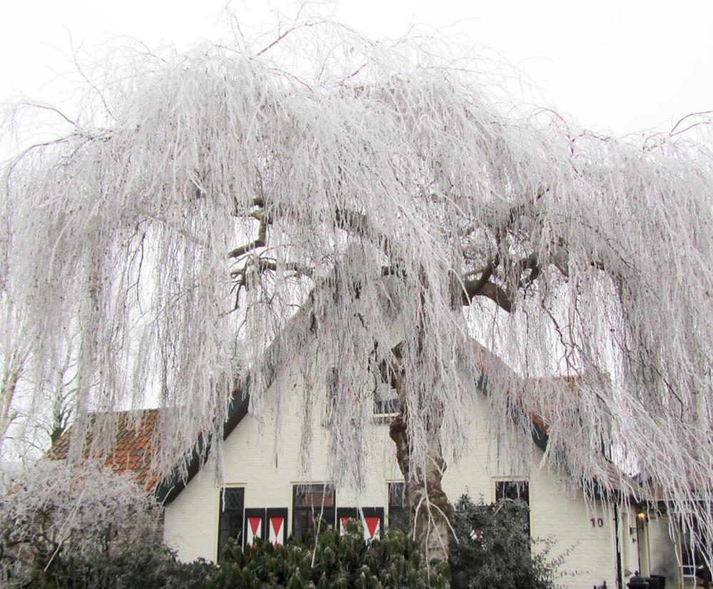 Mesteacan Plangator Youngii, coroana plangatoare, pentru gradini mici