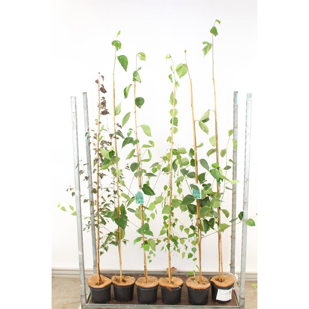 Бяла бреза Doorenbos (Betula Utilis)