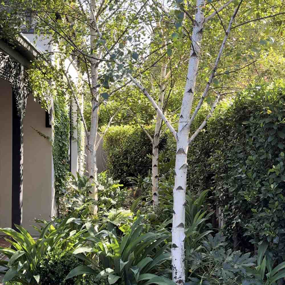 Бяла бреза Doorenbos (Betula Utilis)