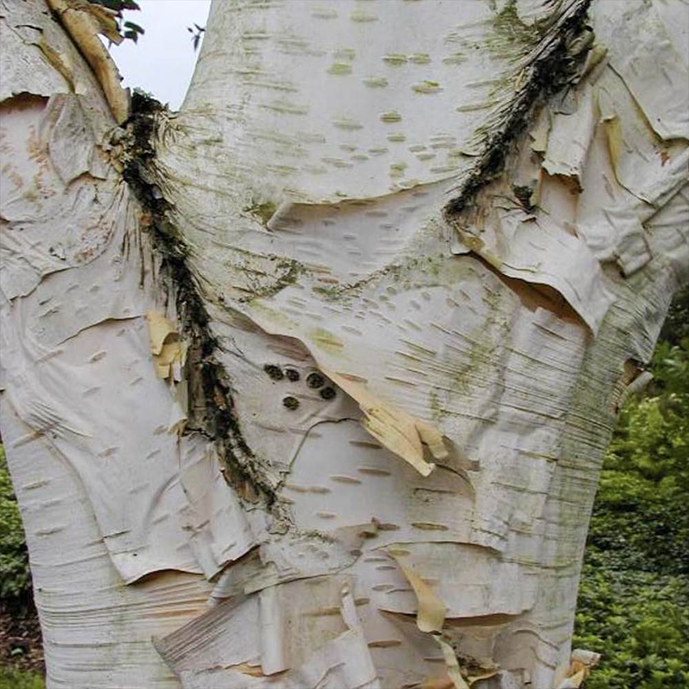 Mesteacan Alb Pur Doorenbos (Betula Utilis), scoarta alba decorativa, exfoliaza in mod atractiv, crestere rapida