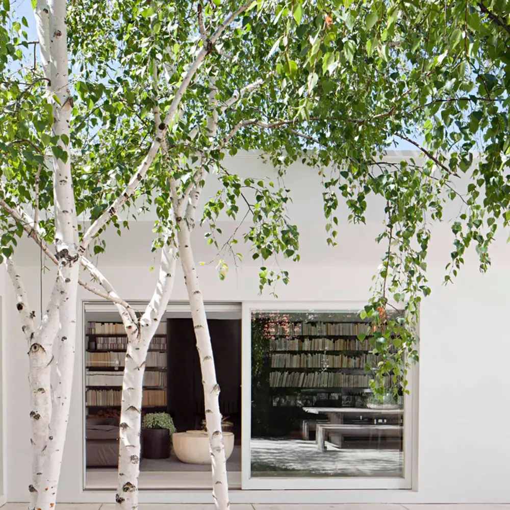 Сребриста бреза (Betula Pendula)