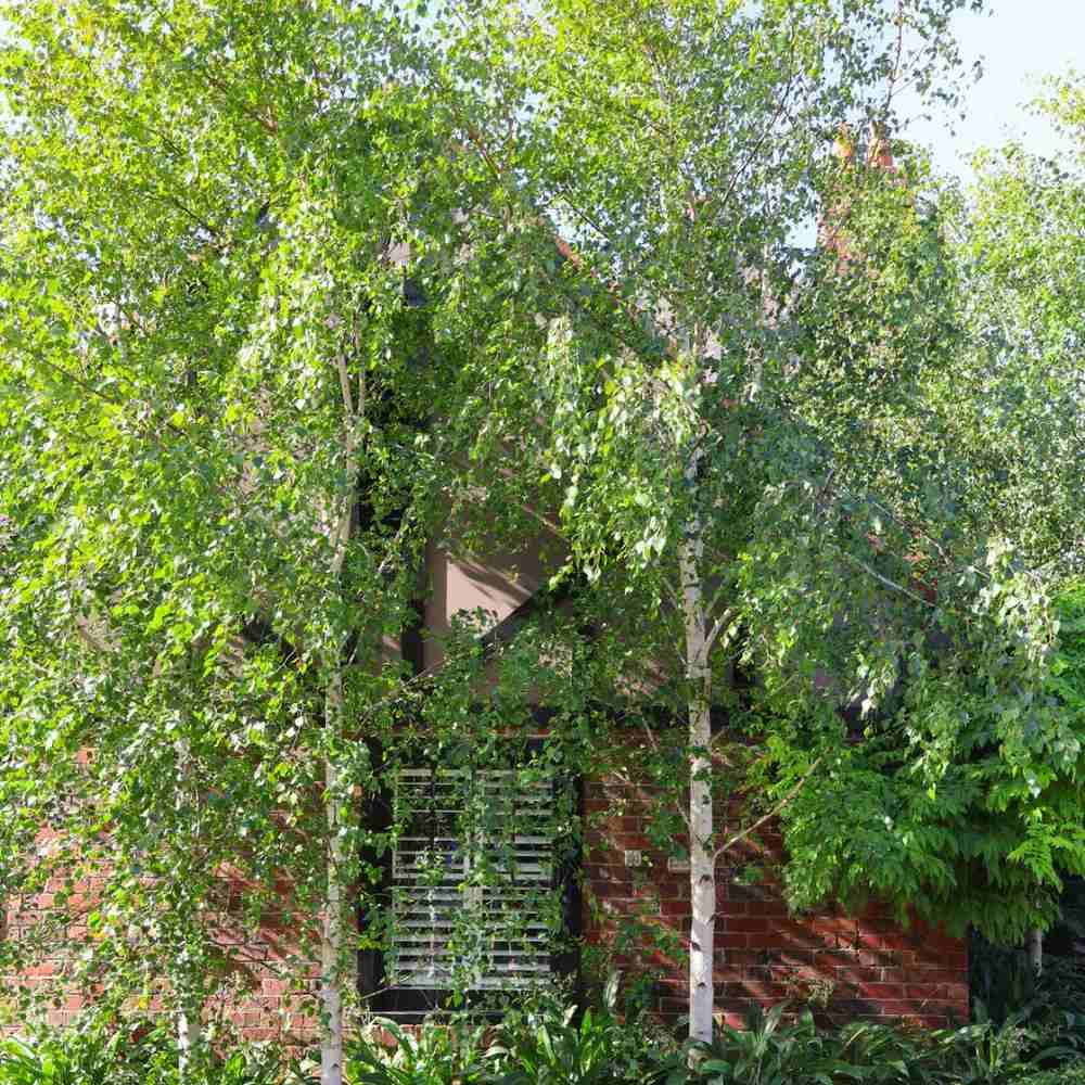 Mesteacan Alb-Argintiu (Betula Pendula), scoarta alba-argintie decorativa, exfoliaza in fasii subtiri, crestere rapida