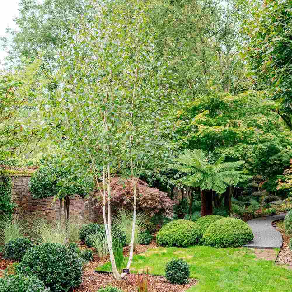 Бяла бреза Doorenbos (Betula Utilis)