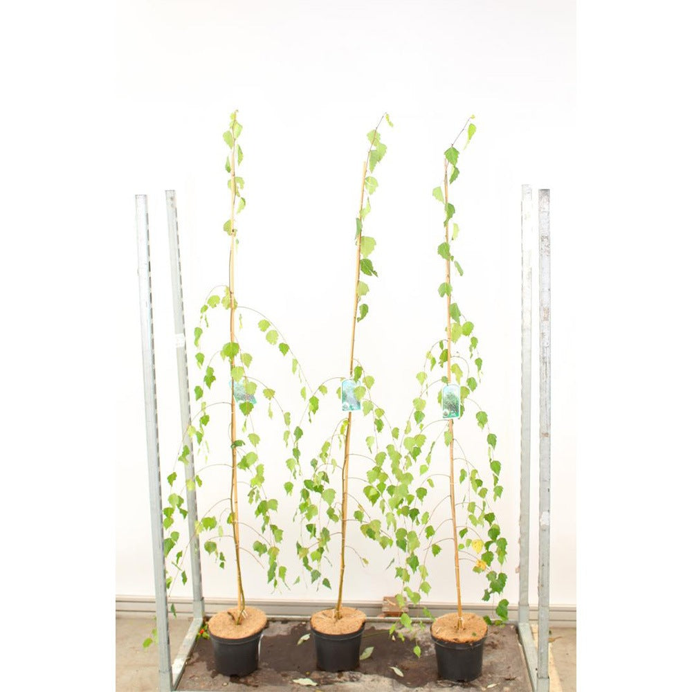 Плачеща бреза Youngii, с висяща корона, подходяща за малки градини