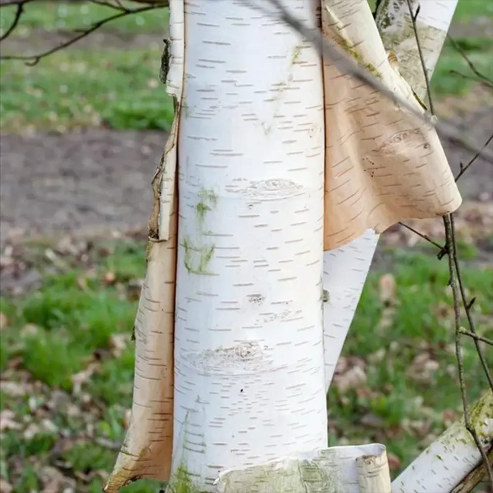 Бяла бреза Doorenbos (Betula Utilis)
