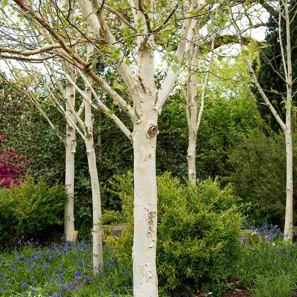 Mesteacan Alb Pur Himalayan Jacquemontii, scoarta alba intensa, decor peisagistic