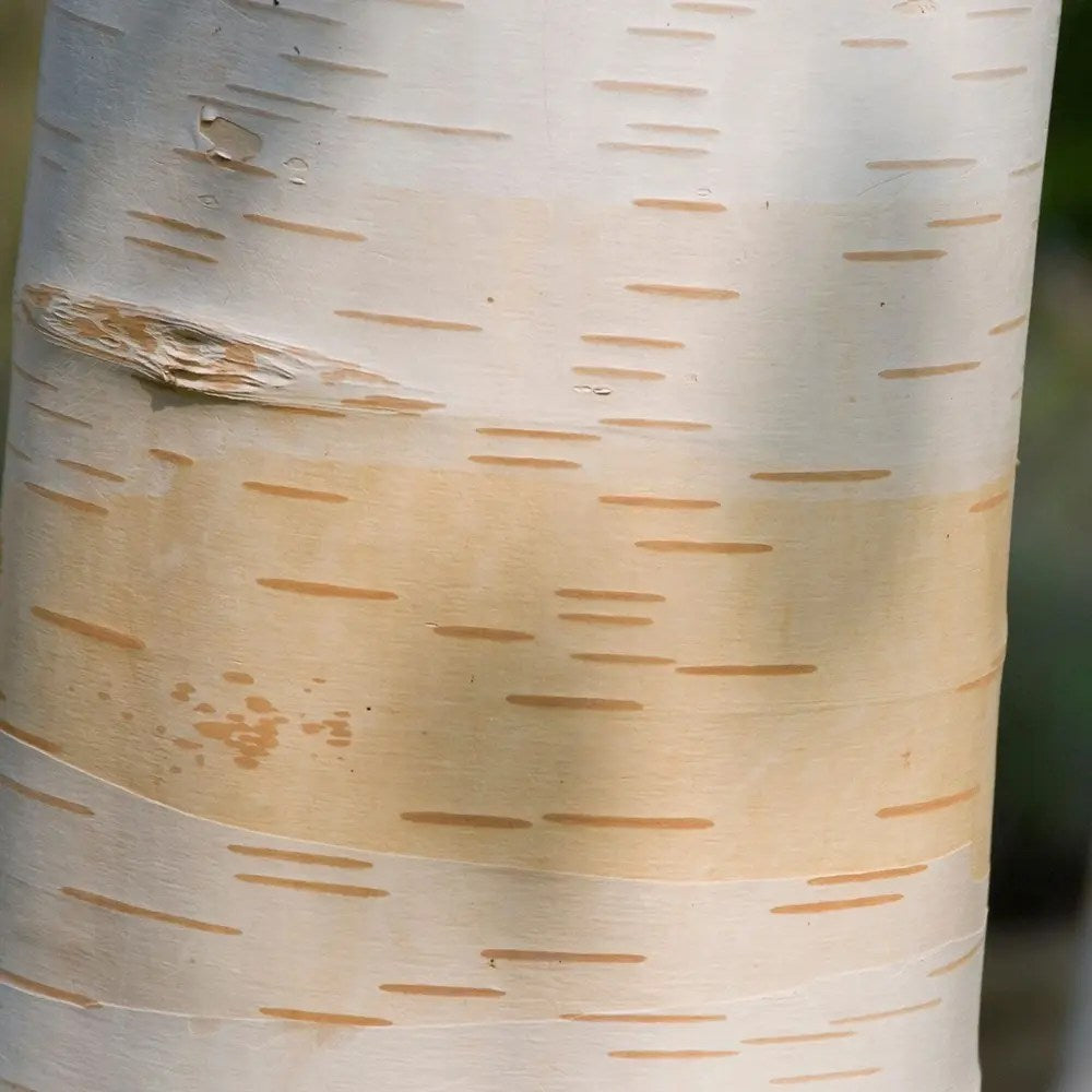 Бял хималайски бреза Jacquemontii, с интензивно бяла кора, пейзажна украса