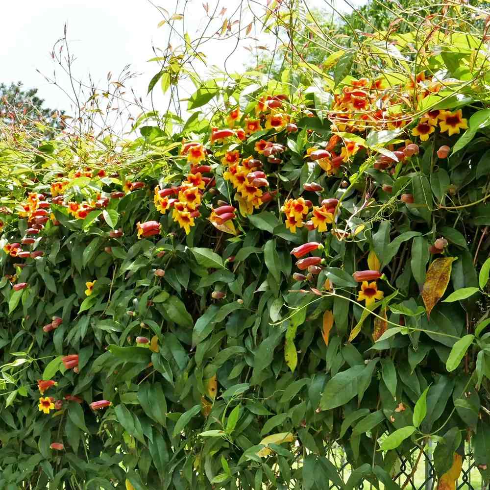 Катерлива тромпета (Bignonia capreolata), Luleaua turcului, ароматно катерливо растение с оранжево-жълти цветове, студоустойчиво, подходящо за перголи и огради