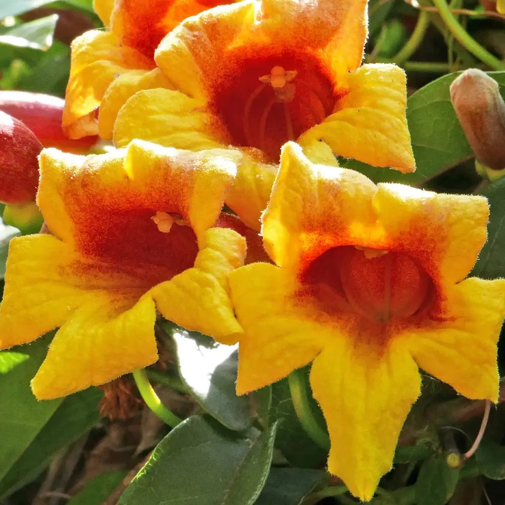 Катерлива тромпета (Bignonia capreolata), Luleaua turcului, ароматно катерливо растение с оранжево-жълти цветове, студоустойчиво, подходящо за перголи и огради