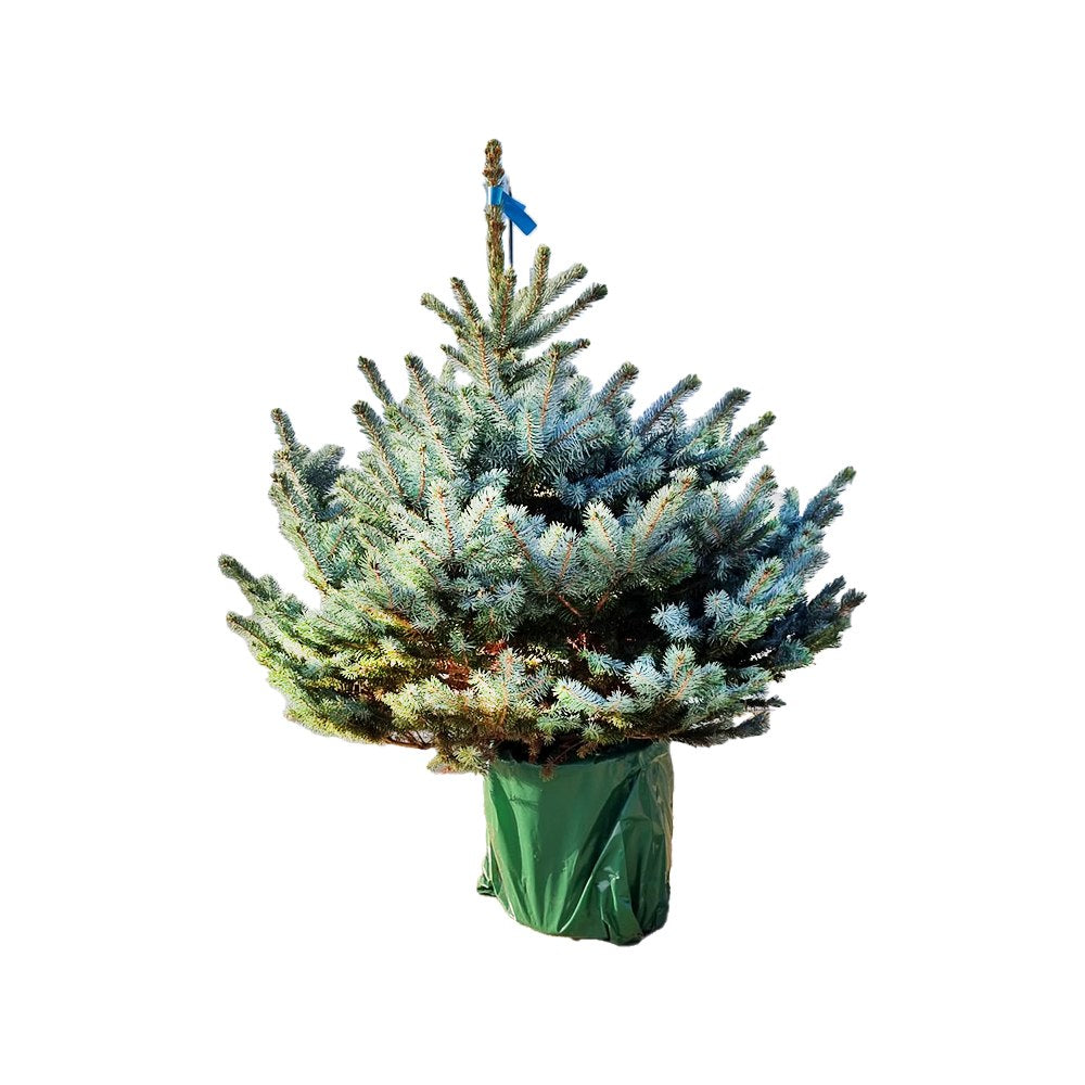 Сребриста ела синя (Picea Glauca) Super Blue, идеална за коледно дърво