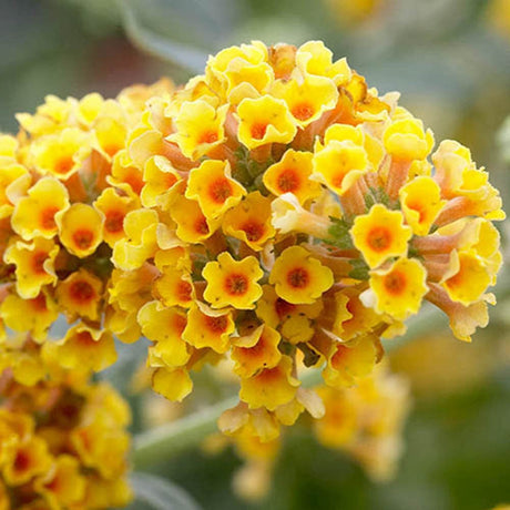 Лятен люляк златист Sungold (Buddleja)