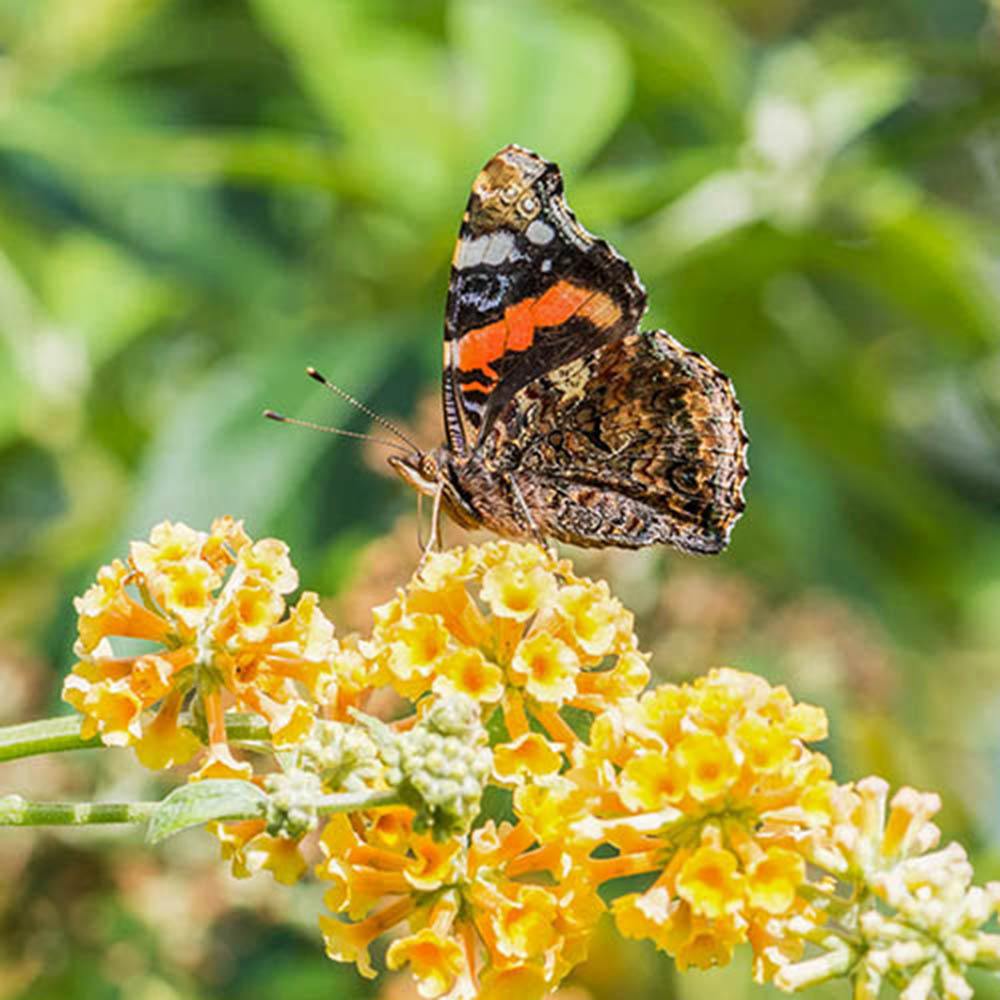 Лятен люляк златист Sungold (Buddleja), декоративен храст с обилни ароматни цветове в златисто-жълто