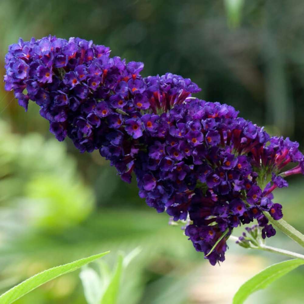 Liliac de Vara Black Knight (Buddleja), arbust decorativ cu flori violet-inchis foarte parfumate, crestere rapida, iubitor de soare